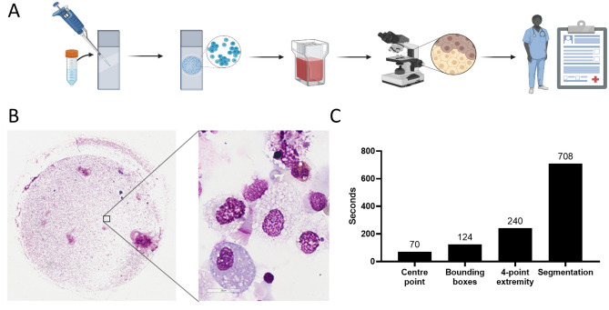 Cytospin generation and annotation. (A) The cell fraction of bronchoalveolar lavage or sputum was applied to glass slides by centrifugation, stained with May Grumwald Giemsa based solutions and then digitally imaged by microscopy. (B) Representative digital images at × 4 (overview) and × 100 magnification (inset). (C) Average time in seconds for assessors to annotate a × 100 magnification sample image tiles by four separate annotation modalities.