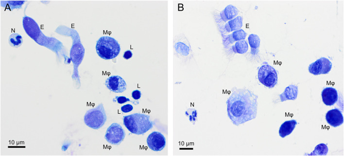 Overview of cells found in a bronchoalveolar lavage sample from two healthy cynomolgus macaques. (A) macaque #1, (B) macaque #2. Alveolar macrophages (Mφ) predominate, followed by lymphocytes (L). Neutrophil (N) and occasional ciliated columnar epithelial cells (E) are also present. Modified Giemsa. X50 objective. Oil immersion.