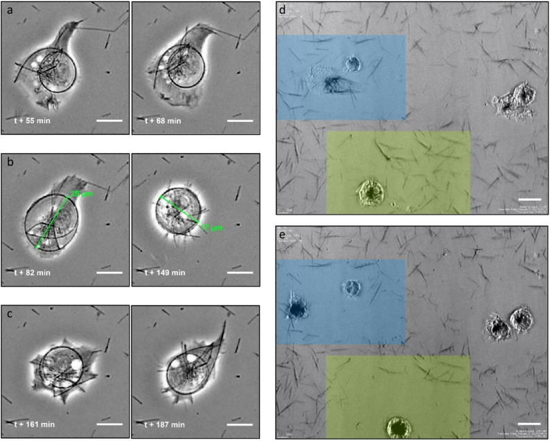 Observations of macrophage-fibre interactions. a, After taking up the long silver nanowire of the aged AG-Rods-3170 variant, the macrophage continued to take up a fibre with an extended pseudopod (left panel), initiating bending which results in higher curvature of the fibre (right panel). b, Afterwards, the cell increased its size to ca. 25 μm and the fibre spring extended (left panel). The macrophage attempted to constrain the fibre by decreasing its size to ca. 17 μm (right panel). c, The cell maintained the shape of the fibre spiral while still actively extending pseudopodia.