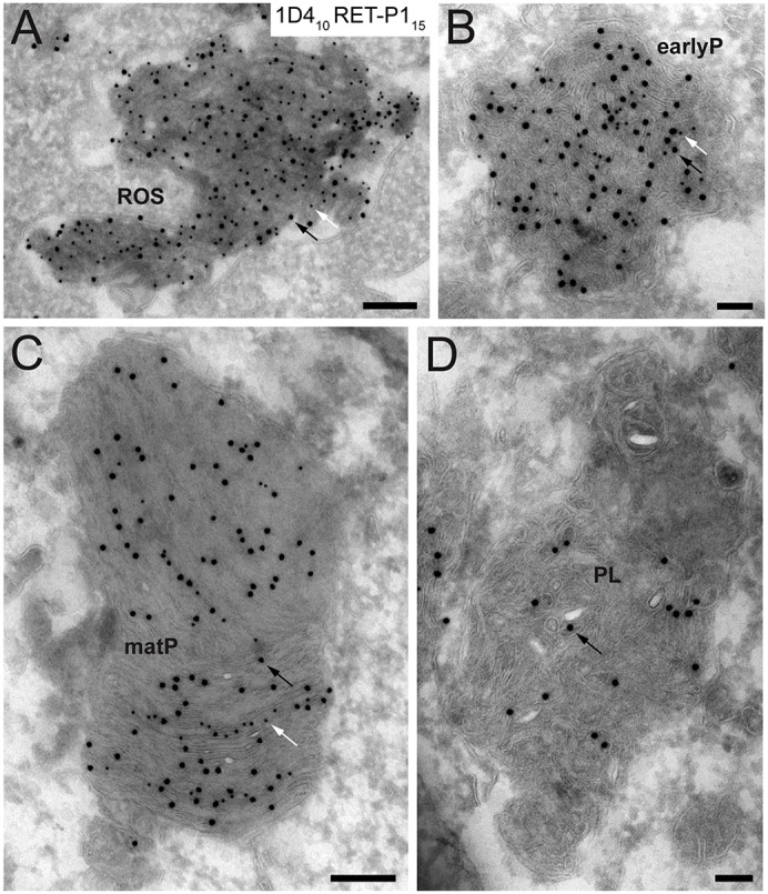 Sequential stages of phagosome maturation can also be identified by monitoring rhodopsin in macrophages challenged with POS. J774A.1 macrophages seeded onto Transwell® membrane inserts were challenged with POS for 1 h, washed to remove unbound POS, chased for 2 h at 37°C and processed for cryo-immuno-electron microscopy. Ultrathin sections were double labelled for rhodopsin with antibodies against the C-terminal epitope (1D4; PAG, 10 nm) and N-terminal epitope (RET-P1; PAG, 15 nm). (A) Double-labelled ROS at the plasma membrane. (B) A double-labelled early phagosome (earlyP). (C) A maturing phagosome (matP) containing only very little 1D4 on some discs. (D) A phagolysosome (PL) containing disorganised discs where RET-P1 has started to be degraded. Scale bars: 200 nm (A,C), 100 nm (B,D). Black and white arrows indicate rhodopsin labelling with RET-P1 and 1D4, respectively.