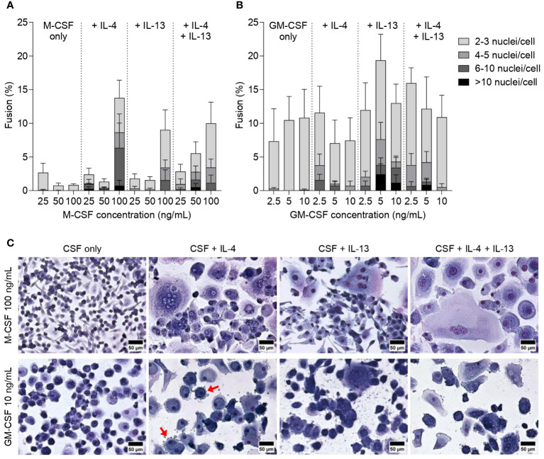 Effect of M-CSF and GM-CSF on FBGC formation. Percentage of macrophage fusion in response to (A) M-CSF (25–100 ng/mL) and (B) GM-CSF (2.5–10 ng/mL) with stacked bars showing the percentage of nuclei within FBGC containing a total of 2 to 3, 4 to 5, 6 to 10 and/or >10 nuclei/cell. Macrophages were cultured in the absence or presence of IL-4 (10 ng/mL), IL-13 (10 ng/mL) or both IL-4 and IL-13 (5 ng/mL each) for 28 days. Data are means ± SEM of three donors. (C) Macrophages and FBGCs were stained with May-Grünwald and Giemsa. Images are representative of three independent experiments, scale bar 100 μm.