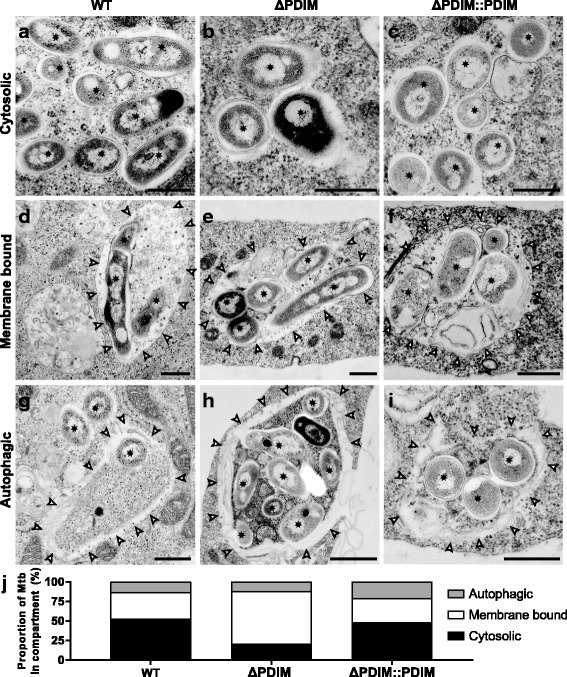 Electron microscopy analysis. Mtb lacking PDIM is much less frequently present in the cytosol. Human lymphatic endothelial cells were infected with Mtb WT, Mtb ΔPDIM or Mtb ΔPDIM::PDIM for 5 + 24 h and fixed. The samples were processed for resin embedding and then transmission electron microscopy was used to look at the subcellular localisation of Mtb. Three potential localisations were considered and classified. a–c Cytosolic (defined as no obvious host membrane surrounding bacteria outside the bacterial capsule-like material visible on the surface). d–f Phagosomal (defined as bacteria enclosed in a single membrane-bound organelle). Most of these are larger (membrane-bound) vacuoles, often with more than one Mtb cell as well as additional irregular membranes and contents in various stages of degradation, typical for phagolysosomes. Arrowheads indicate the phagosomal/phagolysosomal limiting membrane. g–i Autophagic. In this case, the bacteria and surrounding cytoplasm are enclosed by either single or multiple membranes that are mostly poorly preserved. Scale bars are 500 nm.