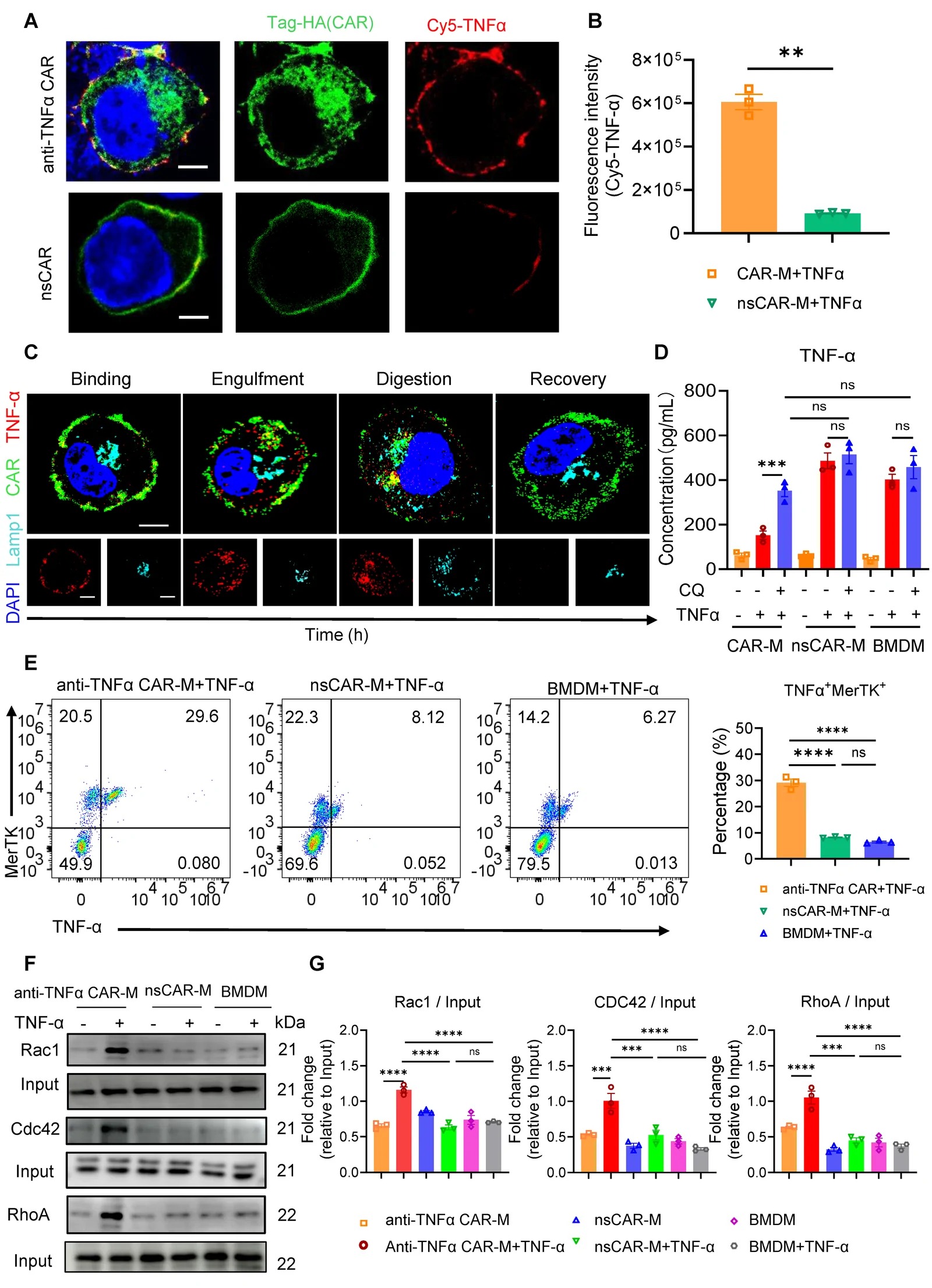 The engulfment and digestion of TNF-alpha in Anti-TNF-alpha CAR-M. (A) Representative confocal images of the colocalization of Cy5-labeled-TNF-alpha (red) and CAR (green) on BMDMs. The BMDMs were transfected with the plasmids of anti-TNF-alpha CAR-M, nsCAR-M for 72 h, after a 2 h-incubation with 20 ng/mL TNF-alpha, cells were labeled with anti-HA antibody. Scale bar represents 5 um. (B) The fluorescence intensity of TNF-alpha and CAR in (A) was quantified by ImageJ software. n = 3. Data are shown as mean +/- S.E.M. (C) Representative confocal images showing TNF-alpha uptake and degradation stages. CAR-M were treated with 20 ng/mL Cy5-TNF-alpha for 12 h and washed with fresh medium after incubation, TNF-alpha and LAMP1 in CAR-M were stained with respective antibodies at different times and imaged by confocal microscopy. Scale bar represents 5 um. (D) TNF-alpha levels in the culture supernatants were measured by ELISA following CQ treatment. n = 3. (E) Flow cytometric measurement of MerTK and TNF-alpha in anti-TNF-alpha CAR-M or nsCAR-M. (F) The activation of Rac1, Cdc42 and RhoA. (G) Quantitative analysis of the results shown in (F). n = 3.