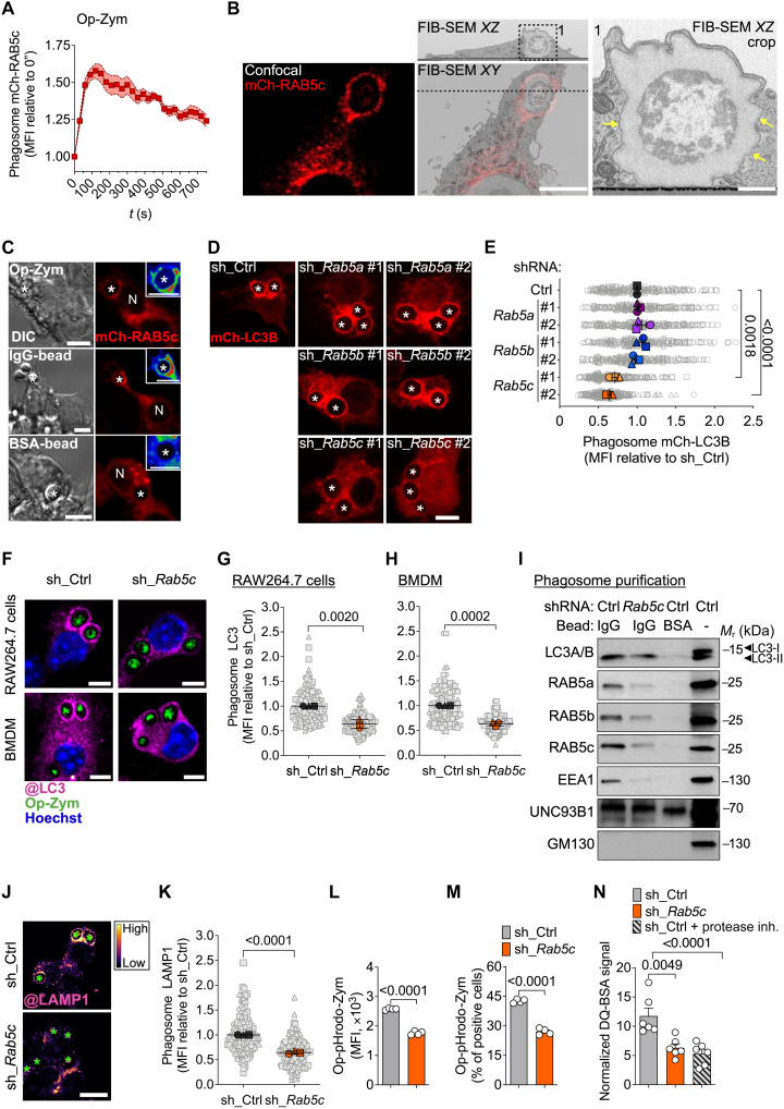RAB5c depletion impairs LAP. ( A ) mCh-RAB5c MFI at phagosomes (n = 12) of RAW264.7 cells fed Op-zym (see movie S1). ( B ) CLEM analysis of Op-zym+ phagosome in RAW264.7-mCh-RAB5c cells. Left: Fluorescence image. Middle: overlay (bottom) and corresponding TEM cross section (top). Right: Magnified inset; arrows indicate single membrane. Scale bars, 5 um (left and middle) and 1 um (right). ( C ) Confocal images of RAW264.7-mCh-RAB5c cells stimulated with Op-zym, IgG-beads, or BSA-beads for 5 min. Insets fluorescence intensity (show as RAINBOW LUT). Scale bar, 5 um. DIC, differential interference contrast. ( D and E ) Confocal images (D) and mCh-LC3B MFI at phagosomes (E) for RAW264.7 cells expressing scrambled shRNA (sh_Ctrl) or indicated shRNAs (#1; #2) fed Op-zym. Scale bar, 5 um. ( F to H ) Confocal images (F) and MFI of LC3 at phagosomes for RAW264.7 cells (G) and BMDMs (H) expressing sh_Ctrl or sh_Rab5c fed Op-zym. Scale bars, 5 um. ( I ) Immunoblot of LC3A/B, RAB5a/b/c, EEA1, UNC93B1 (loading control), and GM130 (purification control) in IgG-bead- or BSA-bead-containing phagosomes purified from RAW264.7 cells expressing sh_Ctrl or sh_Rab5c. Mr, relative molecular mass. ( J and K ) Confocal images (shown as FIRE LUT) (J) and LAMP1 MFI at phagosomes (K) for RAW264.7 cells fed Op-zym. Scale bar, 10 um. ( L and M ) MFI (L) and percentage (M) of Op-pHrodo-zym in RAW264.7 cells analyzed by flow cytometry. ( N ) MFI of opsonized DQ-BSA-coated beads in RAW264.7 cells. Colored symbols [(A), (E), (G), (H), and (K)] or bars [(L) to (N)] represent means of biological replicates, each indicated as a gray (phagosome) or white (sample) object. Shaded area (A) or error bars, +/-SEM. Statistical comparison between groups are unpaired Student's t test. Data are pooled from two (A) or three [(E), (G), (H), and (K)] independent experiments or are representative of four (I), three [(L) and (M)], or two (N) independent experiments. *, phagosomes; N, nuclei.
